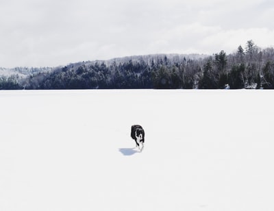 白天，黑白相间的狗在白色的雪地上行走